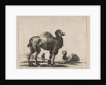 Plate 17: camels, from 'Various animals', after 1641 by Unknown