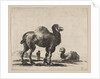 Plate 17: camels, from 'Various animals', after 1641 by Unknown