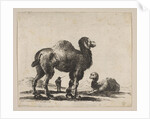 Plate 17: camels, from 'Various animals', after 1641 by Unknown
