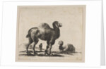 Plate 17: camels, from 'Various animals', after 1641 by Unknown