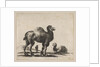 Plate 17: camels, from 'Various animals', after 1641 by Unknown
