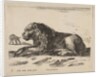 Plate 5: reclining lion, from 'Various animals', ca. 1641 by Stefano della Bella