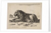 Plate 5: reclining lion, from 'Various animals', ca. 1641 by Stefano della Bella