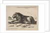 Plate 5: reclining lion, from 'Various animals', ca. 1641 by Stefano della Bella