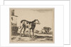 Plate 11: dogs, from 'Various animals', ca. 1641 by Stefano della Bella