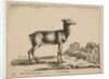 Plate 15: doe, from 'Various animals', ca. 1641 by Stefano della Bella