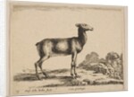 Plate 15: doe, from 'Various animals', ca. 1641 by Stefano della Bella