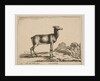 Plate 15: doe, from 'Various animals', ca. 1641 by Stefano della Bella