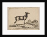 Plate 15: doe, from 'Various animals', ca. 1641 by Stefano della Bella