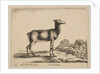 Plate 15: doe, from 'Various animals', ca. 1641 by Stefano della Bella