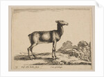 Plate 15: doe, from 'Various animals', ca. 1641 by Stefano della Bella