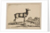 Plate 15: doe, from 'Various animals', ca. 1641 by Stefano della Bella