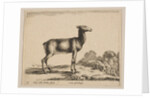 Plate 15: doe, from 'Various animals', ca. 1641 by Stefano della Bella