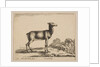 Plate 15: doe, from 'Various animals', ca. 1641 by Stefano della Bella