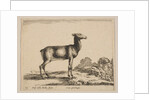 Plate 15: doe, from 'Various animals', ca. 1641 by Stefano della Bella