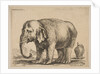 Plate 10: elephant, from 'Various animals', ca. 1641 by Stefano della Bella