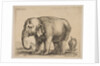Plate 10: elephant, from 'Various animals', ca. 1641 by Stefano della Bella