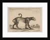Plate 9: leopard, from 'Various animals', ca. 1641 by Stefano della Bella