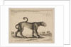 Plate 9: leopard, from 'Various animals', ca. 1641 by Stefano della Bella