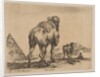 Plate 18: camel viewed from behind with pyramid at left, from 'Various animals by Stefano della Bella