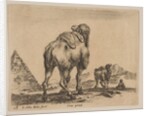 Plate 18: camel viewed from behind with pyramid at left, from 'Various animals by Stefano della Bella