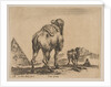 Plate 18: camel viewed from behind with pyramid at left, from 'Various animals by Stefano della Bella