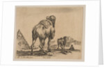 Plate 18: camel viewed from behind with pyramid at left, from 'Various animals by Stefano della Bella