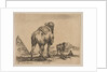 Plate 18: camel viewed from behind with pyramid at left, from 'Various animals by Stefano della Bella