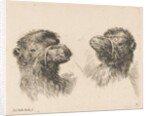 Two Camel Heads, ca. 1641 by Stefano della Bella