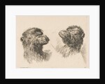 Two Camel Heads, ca. 1641 by Stefano della Bella