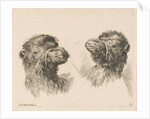 Two Camel Heads, ca. 1641 by Stefano della Bella