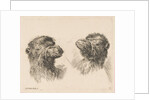 Two Camel Heads, ca. 1641 by Stefano della Bella