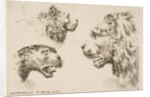 Heads of Three Lions, ca. 1641 by Stefano della Bella