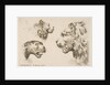 Heads of Three Lions, ca. 1641 by Stefano della Bella
