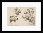 Heads of Three Lions, ca. 1641 by Stefano della Bella