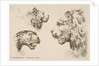 Heads of Three Lions, ca. 1641 by Stefano della Bella