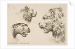 Heads of Three Lions, ca. 1641 by Stefano della Bella