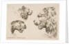 Heads of Three Lions, ca. 1641 by Stefano della Bella