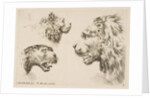 Heads of Three Lions, ca. 1641 by Stefano della Bella