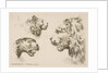 Heads of Three Lions, ca. 1641 by Stefano della Bella