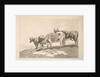 Three Cows Standing on the Ridge of a Field, 1784-87 by Thomas Rowlandson