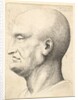 Head of a bald man in profile to left, 1644-52 by Wenceslaus Hollar