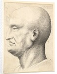 Head of a bald man in profile to left, 1644-52 by Wenceslaus Hollar