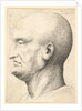 Head of a bald man in profile to left, 1644-52 by Wenceslaus Hollar