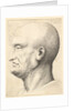 Head of a bald man in profile to left, 1644-52 by Wenceslaus Hollar