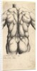 Naked male torso seen from behind, 1645 by Wenceslaus Hollar