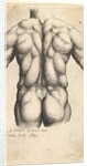Naked male torso seen from behind, 1645 by Wenceslaus Hollar