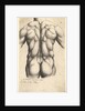 Naked male torso seen from behind, 1645 by Wenceslaus Hollar