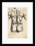Naked male torso seen from behind, 1645 by Wenceslaus Hollar