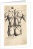 Naked male torso seen from behind, 1645 by Wenceslaus Hollar